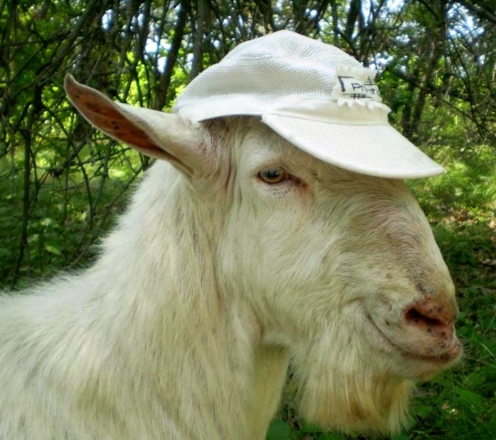 Папаш-козёл. Передаёт дочерям удои своей матери, как правило...