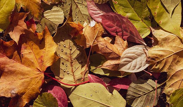    Фото: pixabay.com