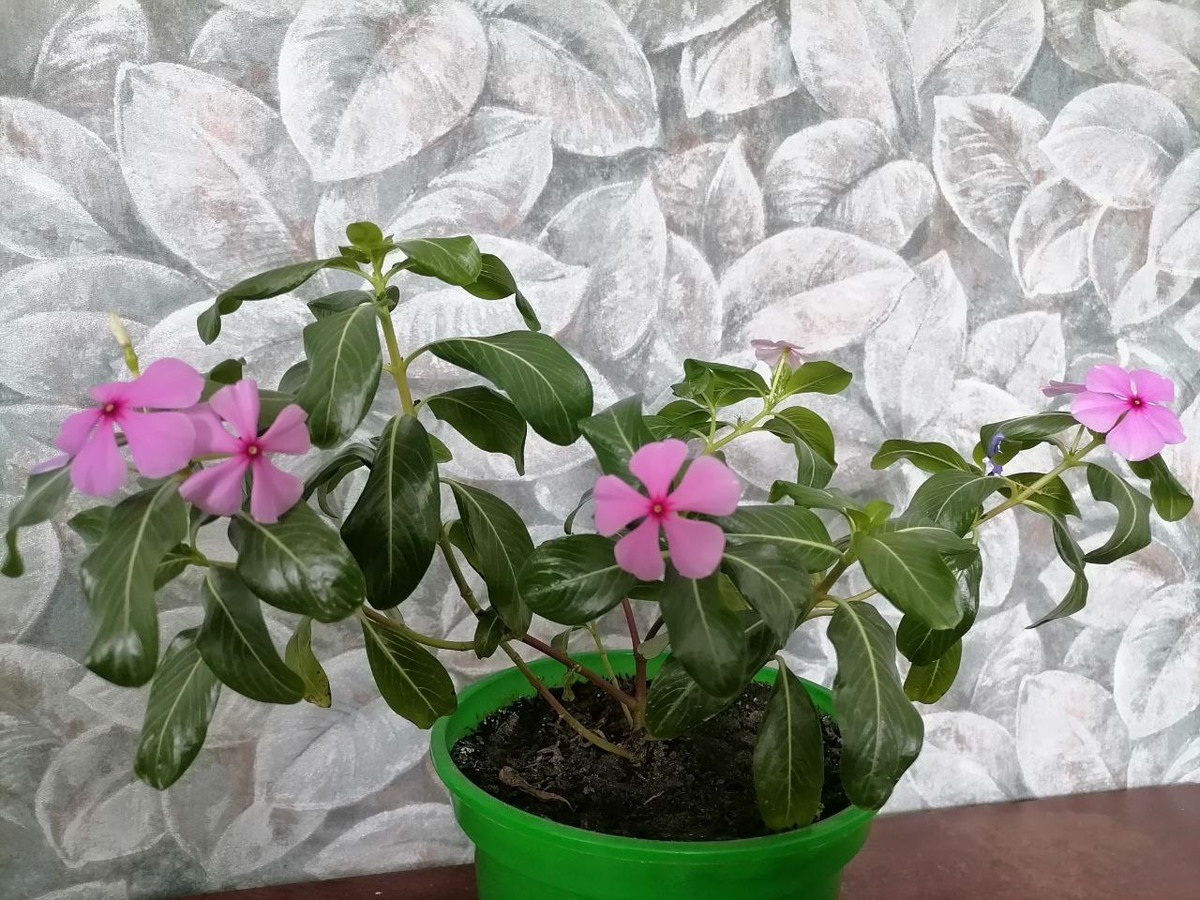 Цветет катарантус, фото автора