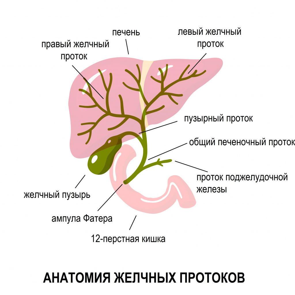 Стул с желчью причина