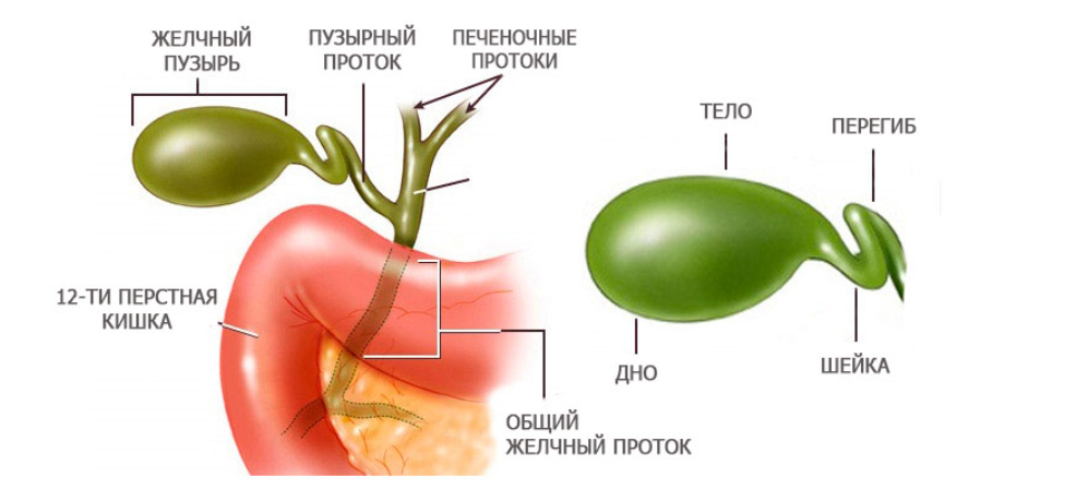 Стул с желчью причина