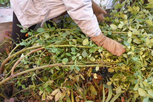 Розы нуждаются в защите на зиму. Каких ошибок не надо совершать, защищая их от мороза