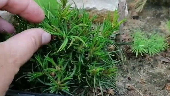 Сеянцы кедровой сосны сосны летом 2015 годах в возрасте 1 года. Фото автора @Маша Генералова