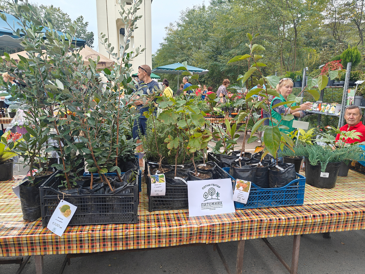 Питомник Сотни гектар Сочи