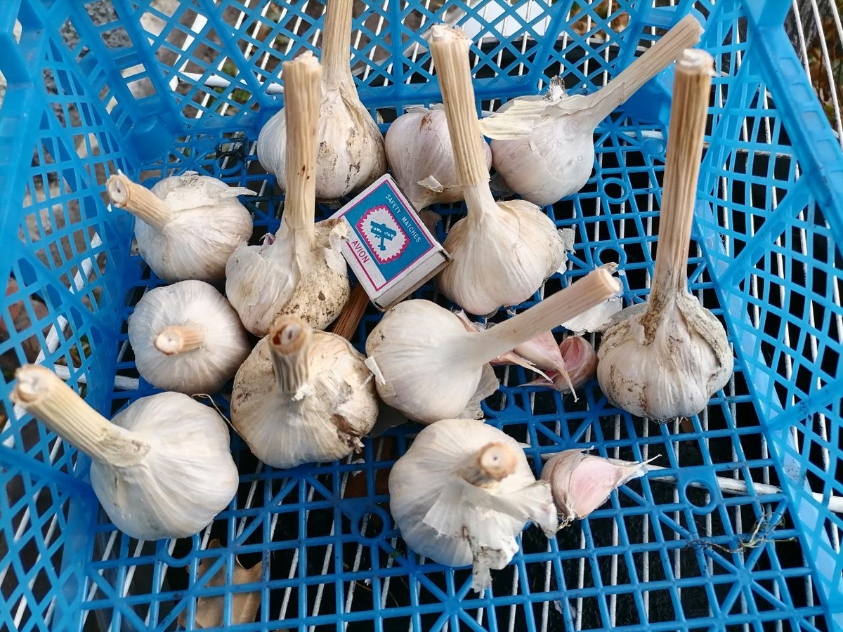 Чеснок Подмосковный, после первого года выращивания, фото автора