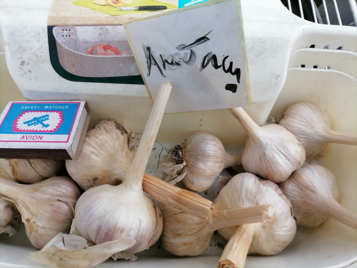 Чеснок Любаша, его выращиваю уже несколько лет, фото автора