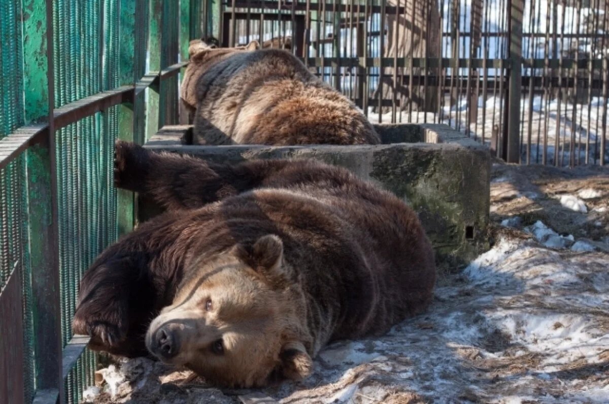    Будущий зоопарк в Уфе за 24 млн рублей спроектируют в Иваново