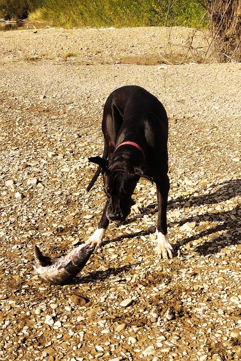 Опасности дикой природы. 