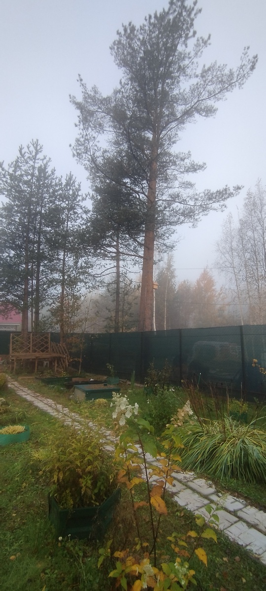 Туманное утро воскресенья - обожаю туманы! 