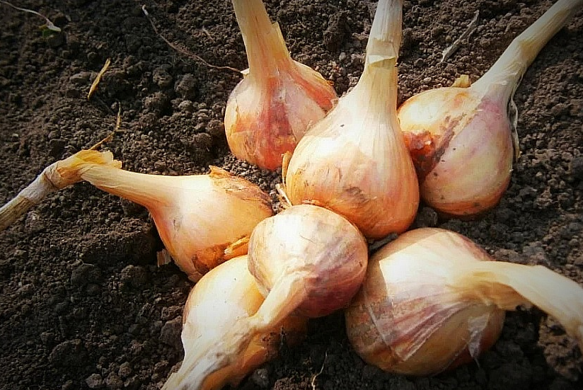 Лук-шалот гнездо