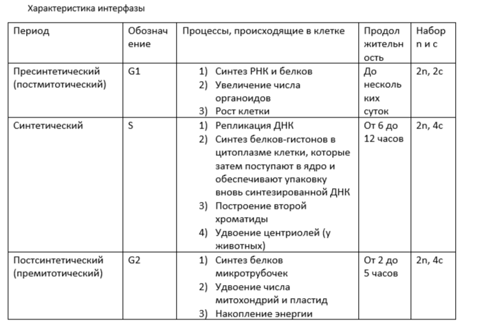 характеристика интерфазы