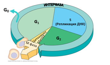 клеточный цикл