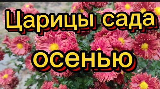 Осенние царицы сада. 14.10.24. Хризантемы, вейгела, хосты, гортензии, розы.