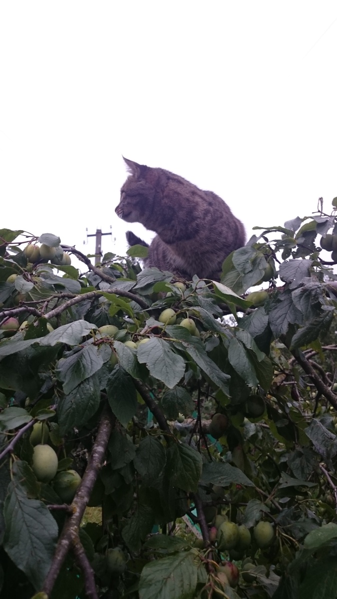 Высоко сижу! Красота!!