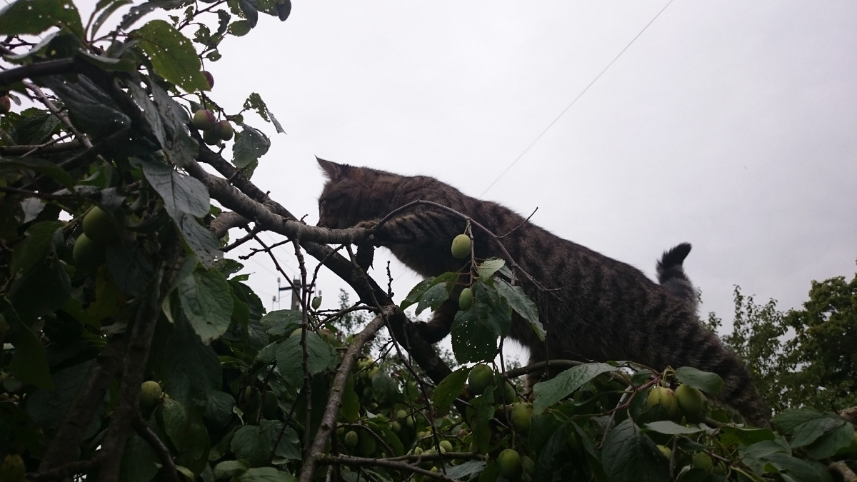 Сейчас еще вот там посмотрю...