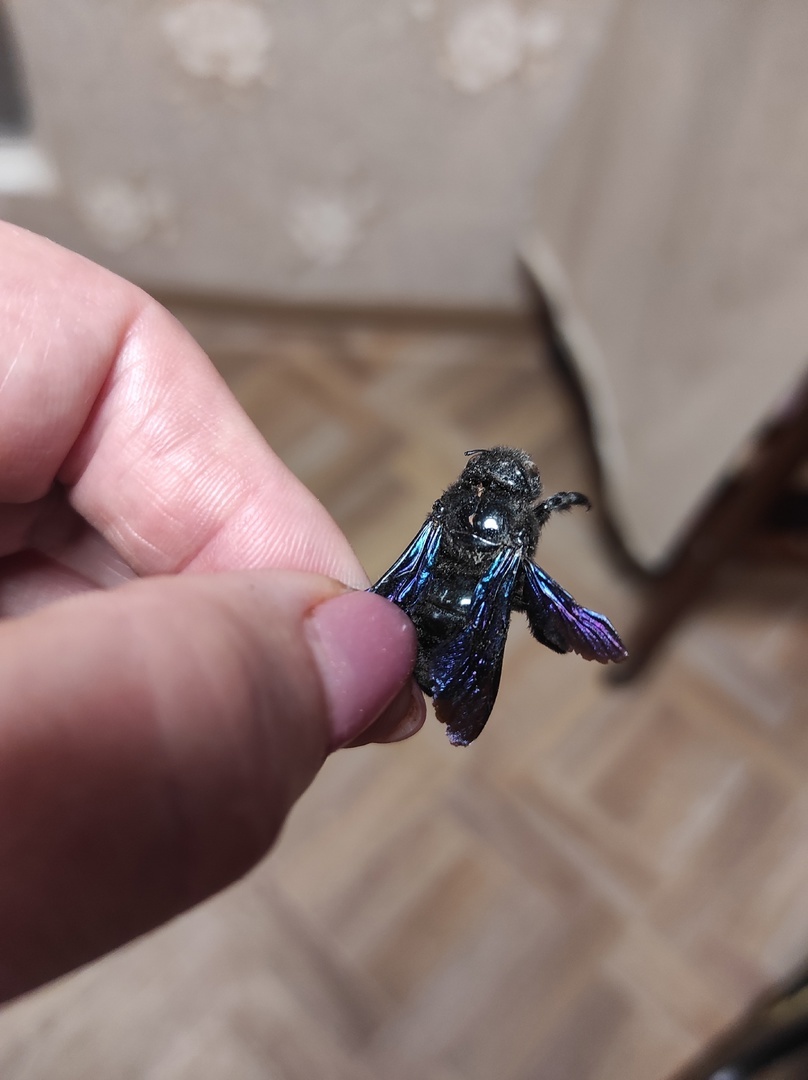 Пчела - плотник хорошо сохранилась в засушенном виде