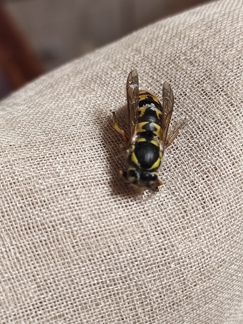 Оса, она же шершень