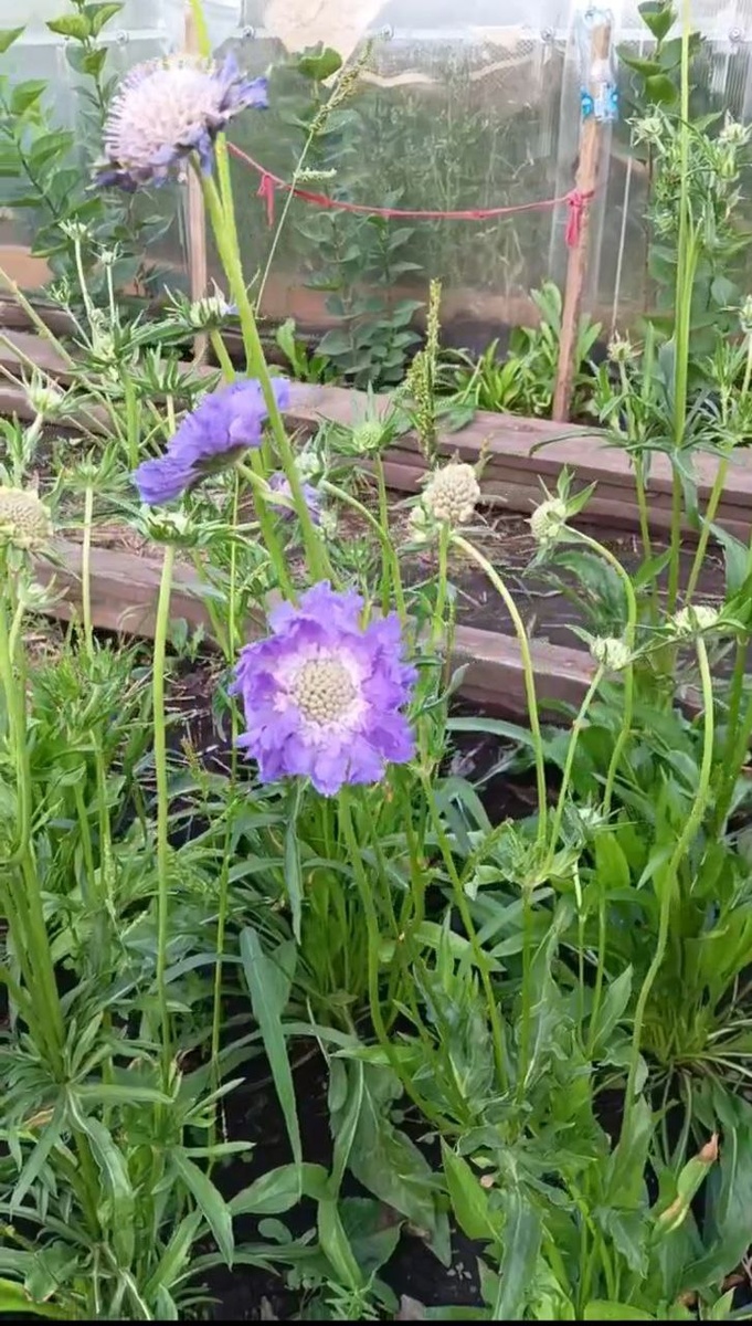 Cорт Fama deep blue