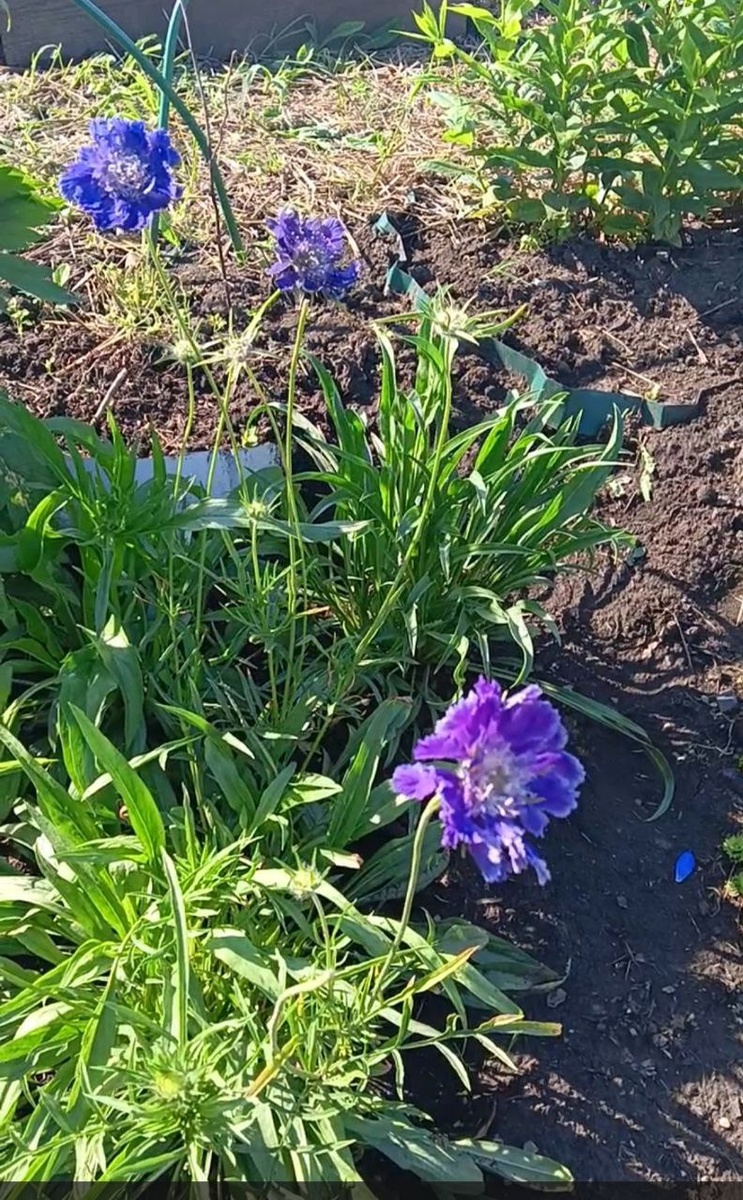 Скабиоза перезимовала