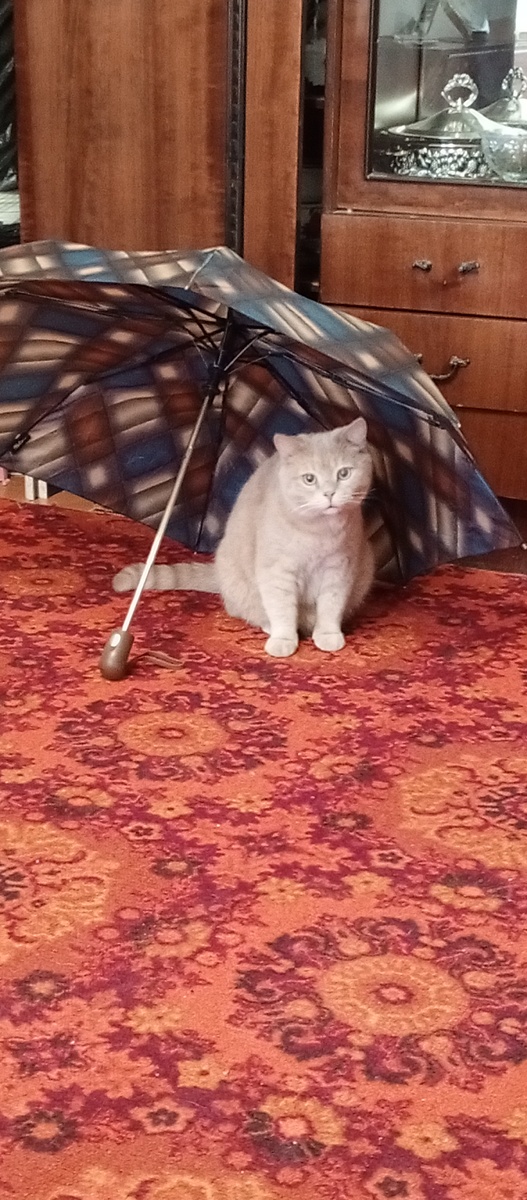 Мой .