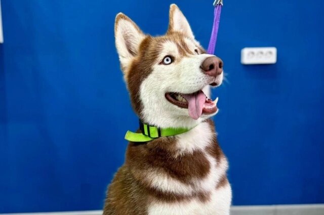    Собаку стали узнавать по зелёному ошейнику. Фото: Из личного архива/ Эмма С.