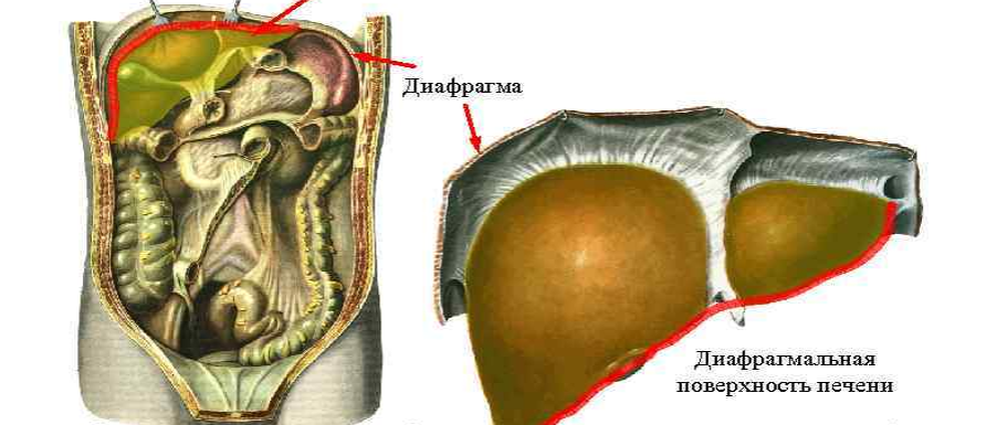 Дифрагма окутывает печень по всей верхней поверхности.