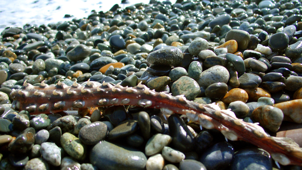    Фото: George Zakharchuk/Globallookpress