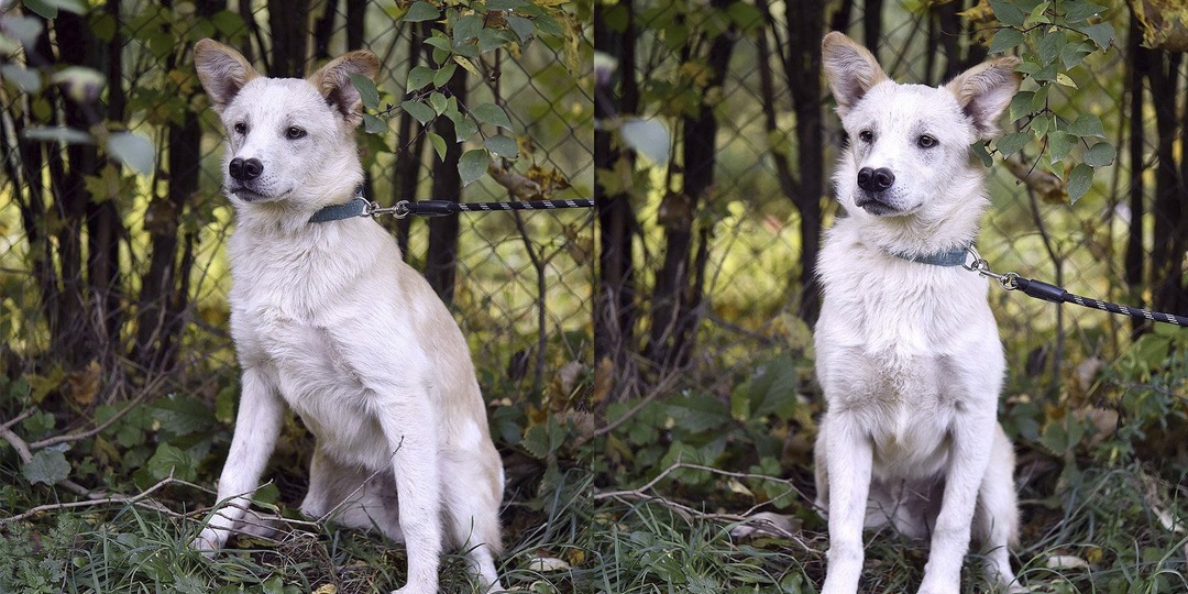 Под Москвой спасли щенка, у которого нос — сердечком