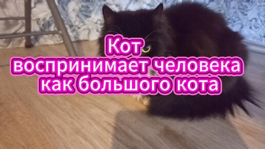 Кот воспринимает человека как большого кота