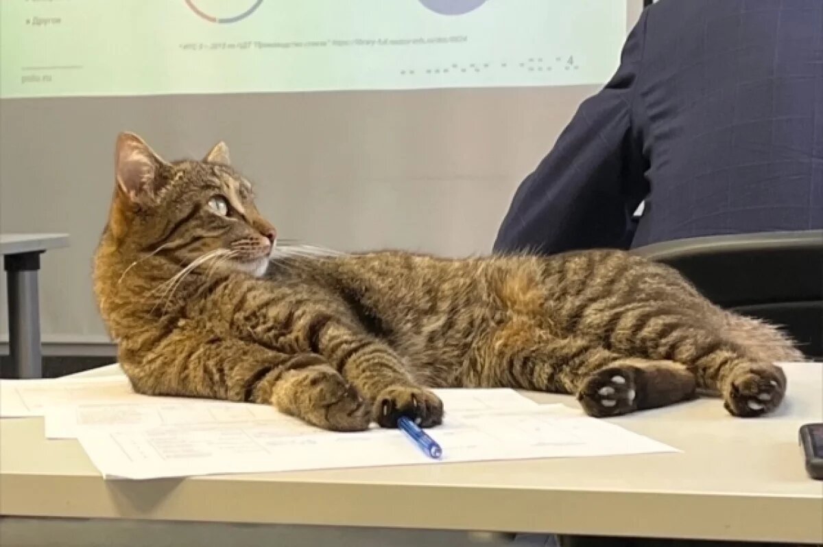    В Перми пропал живущий на кафедре любимец студентов ПНИПУ кот Пыжик
