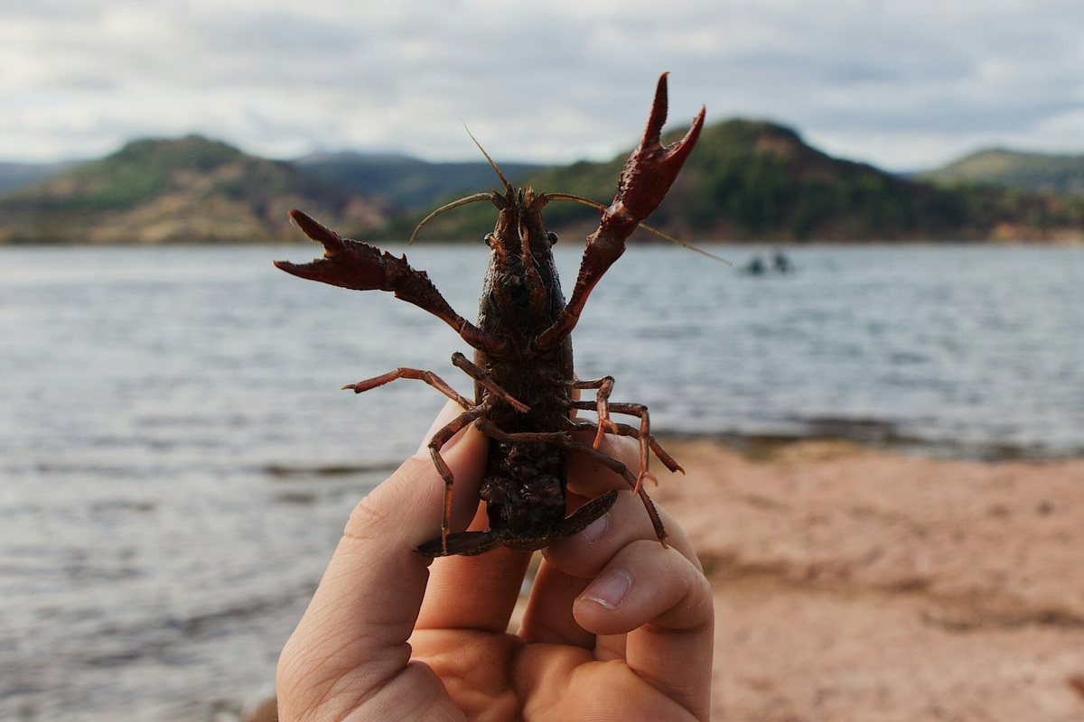     Кроме шуток: где же на самом деле раки зимуют?