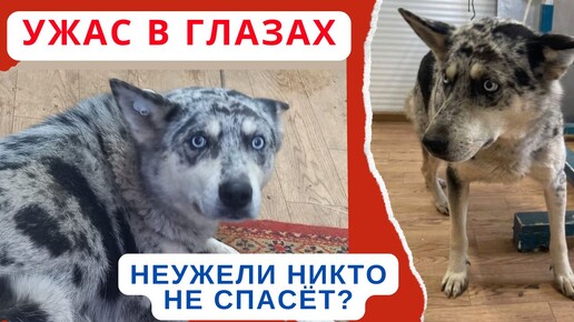 Ужас в глазах собаки, неужели никто не спасёт?!