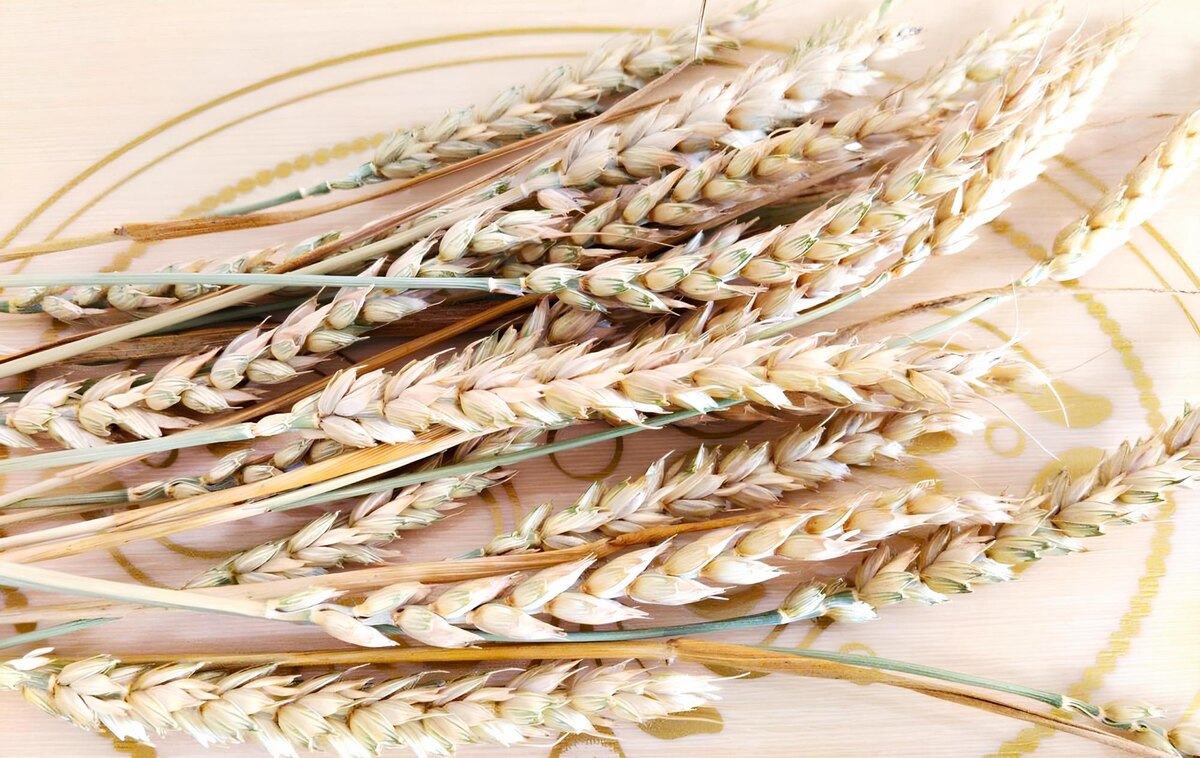 Фото: АПК Новости