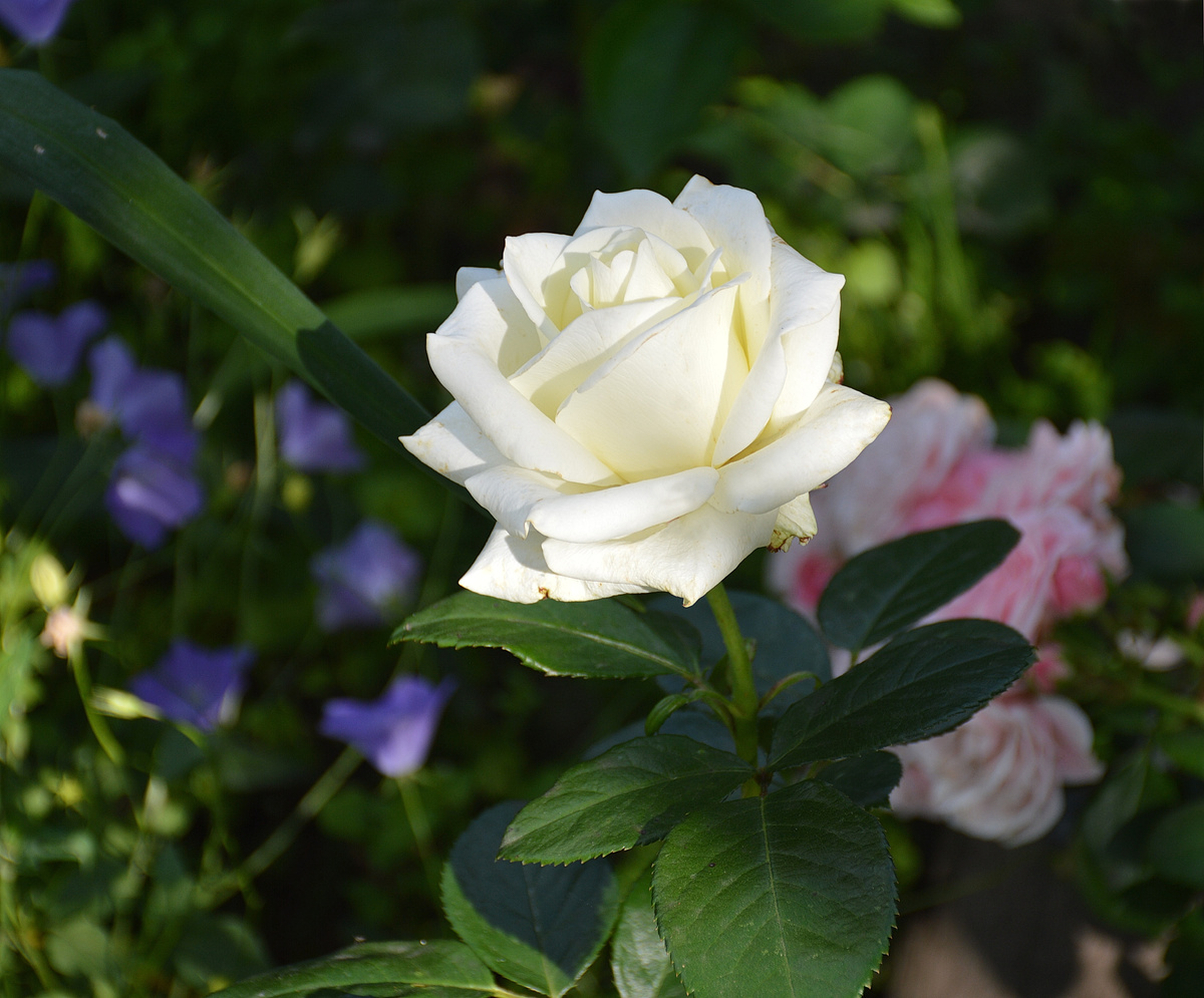 Белоснежная 'Полярная Звезда'. Все фотографии в статье мои. Розы - тоже