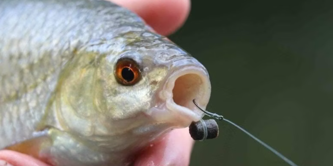 Про растительные насадки, о которых еще не сказали. Часть 3.