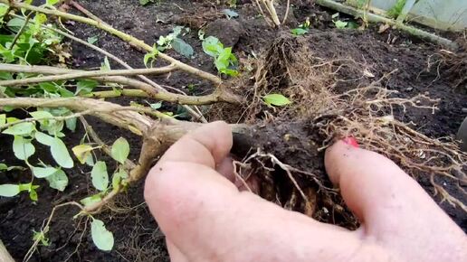 Результат укоренения гортензии одревесневшими черенками 🌿