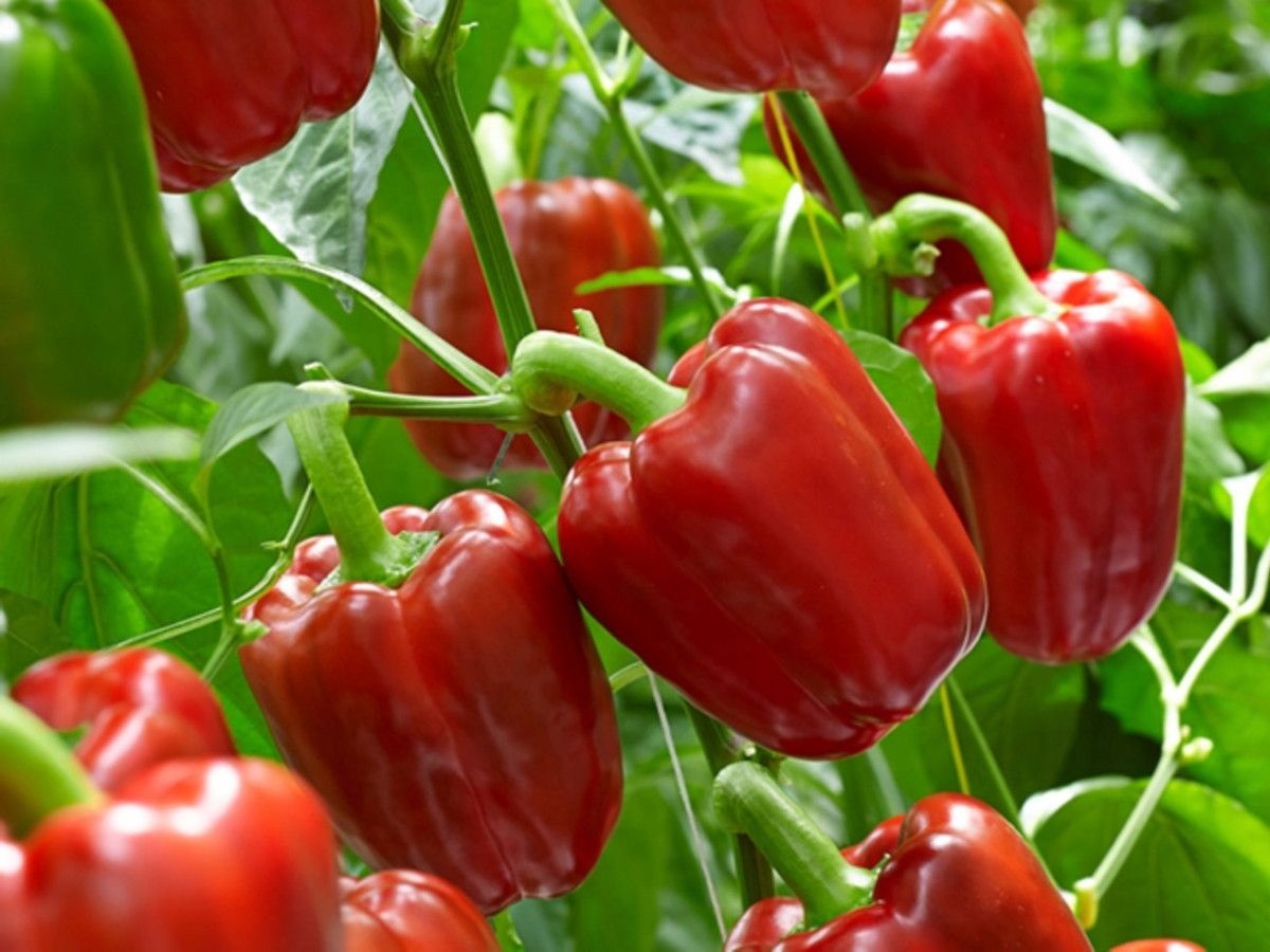 Как у мамы. Почти…