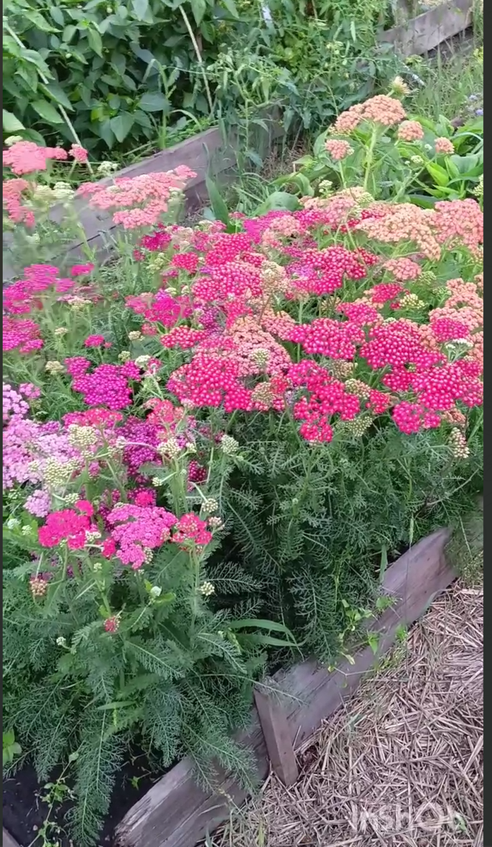 Тысячелистник Флавербест Red Shades