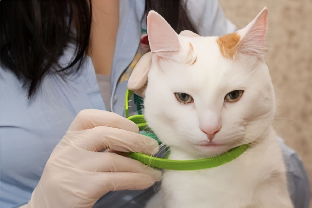 Ошейник от блох и клещей для кошек