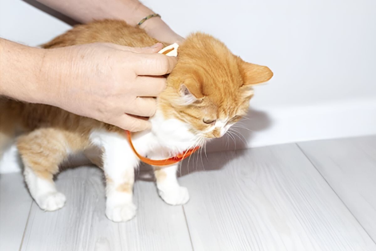 Кошка в ошейнике для блох
