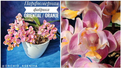 Phal. Oriental (Oranje) 🌸 Ароматная орхидея трилипс Парфюмерная фабрика Оранж (Ориентал) снова цветет букетом 🥰