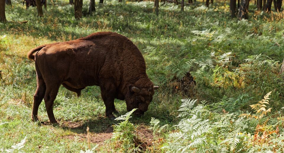    Медиасток.рф