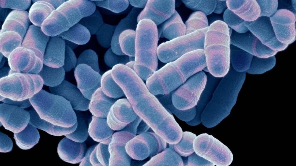    Фото: Wikipedia, Пивные дрожжи