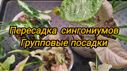 Пересадка сингониумов. Сделаем кустики пышными и объединим посадки.