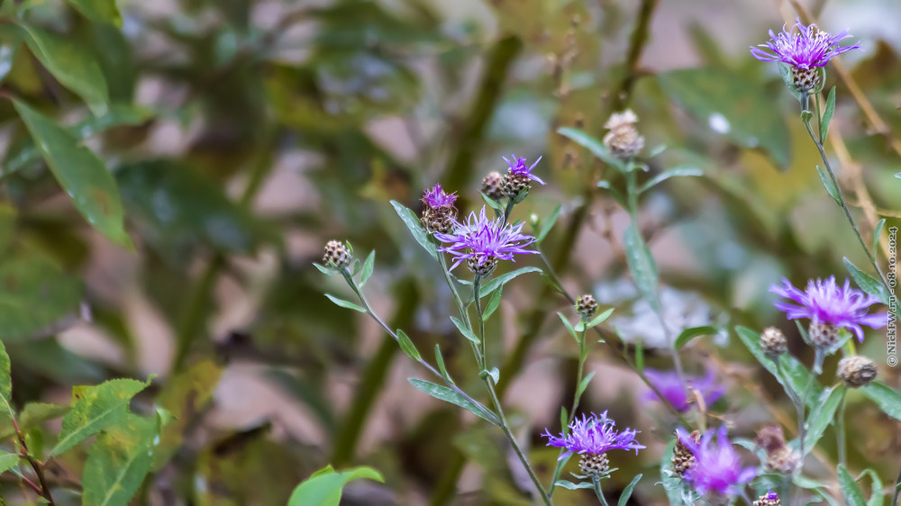 2. Василёк луговой...? © NickFW.ru — 08.10.2024г.