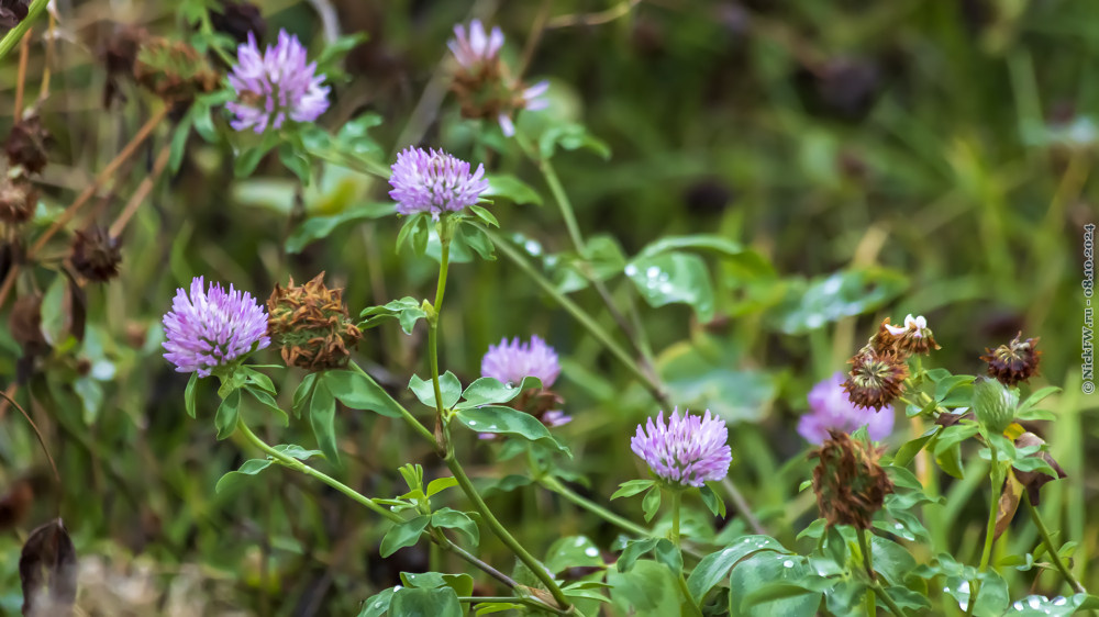 1. Клевер © NickFW.ru — 08.10.2024г.