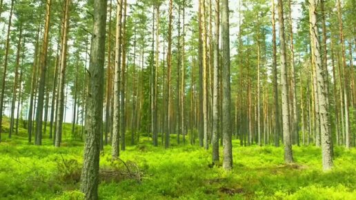 Сегодня день - Роковая колесница судьбы.