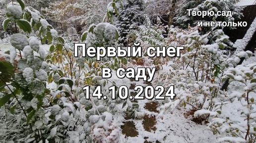 Творю сад. Первый снег 14.10.2024.