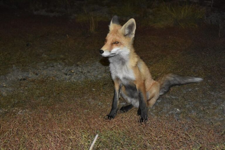    В оренбургском заповеднике с наступлением холодов лис Нахаленок остался без шашлыков Андрей Севостьянов