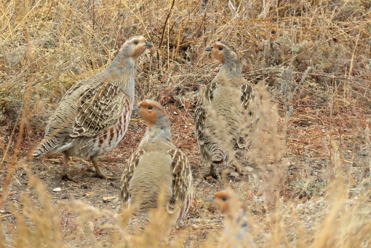    В оренбургском заповеднике с наступлением холодов лис Нахаленок остался без шашлыков Андрей Севостьянов